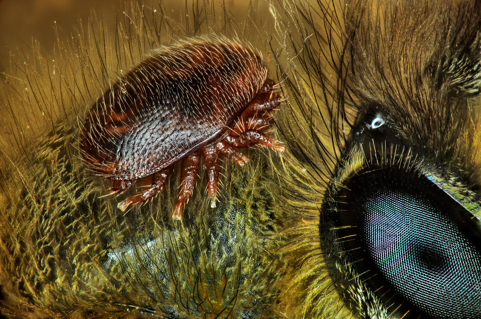 Макрофотосъёмка топ 19: насекомые чудовища