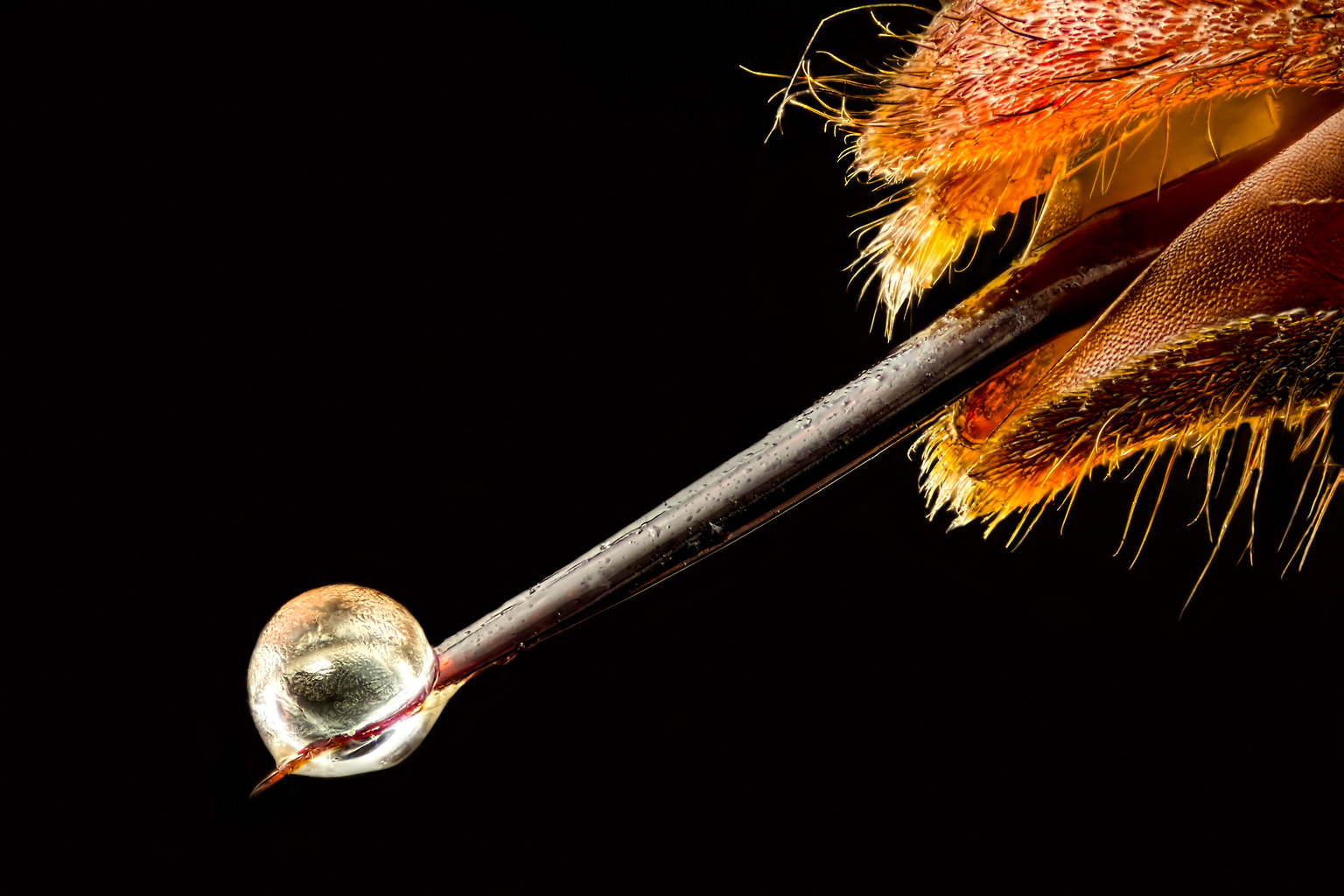 Макрофотосъёмка топ 19: насекомые чудовища