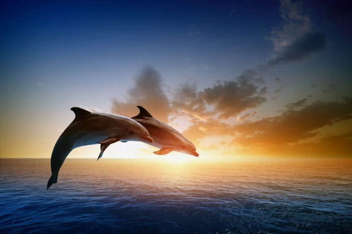 Министерство обороны России утверждает, что люди могут телепатически общаться с дельфинами.