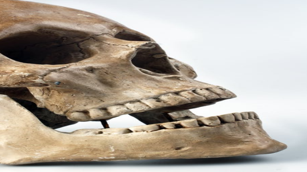 родезийский череп