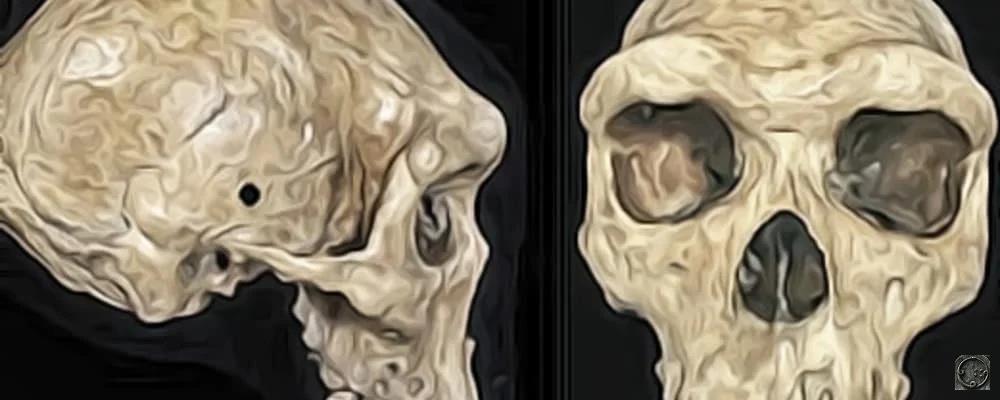 Родезийский череп. Огнестрел возрастом 300 000 лет