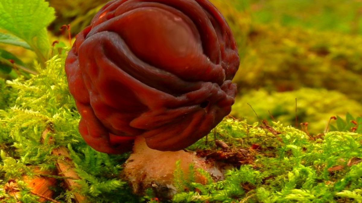 Строчок обыкновенный или "мозговой гриб" (Gyromitra esculenta)