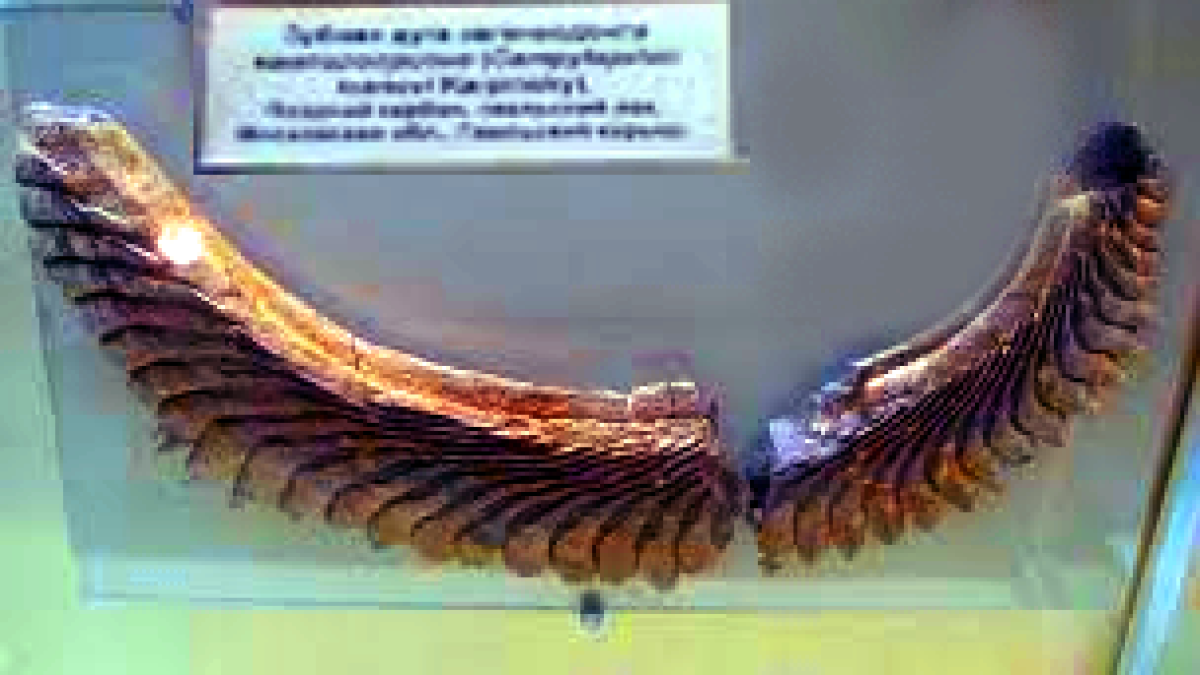 Зубная спираль геликоприона