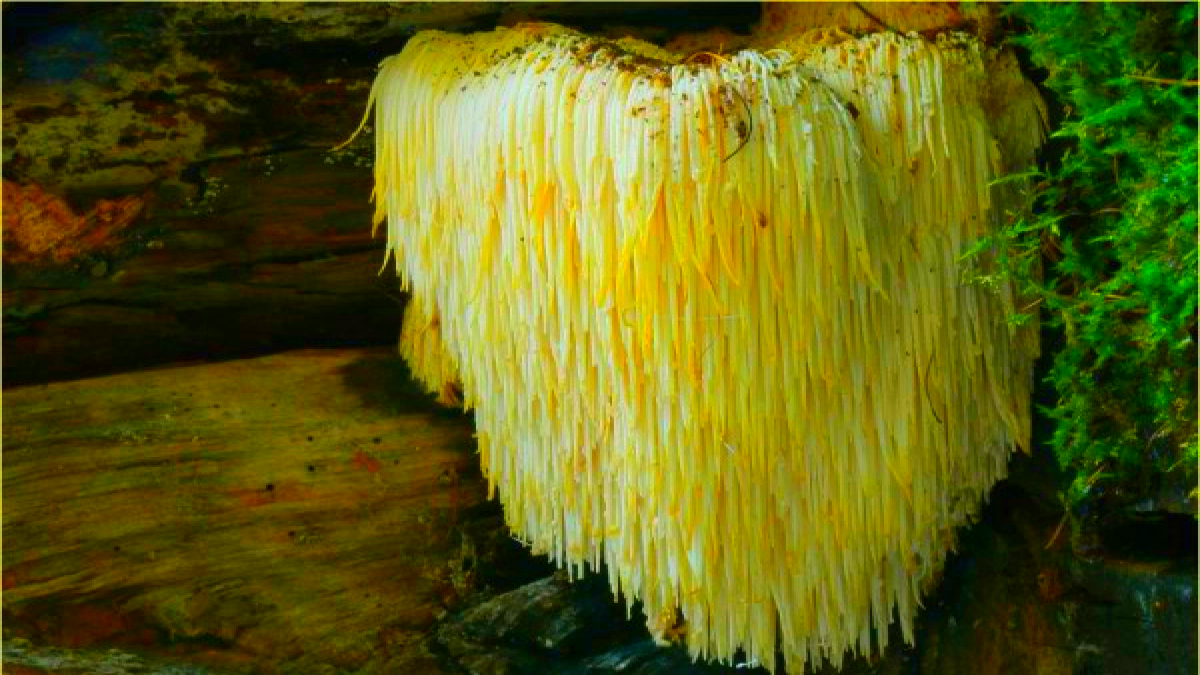 Ежевик гребенчатый или Бородатый зубной гриб (Hericium erinaceus)