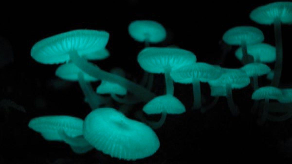 Биолюминесцентные грибы (Микена хлорофос)
