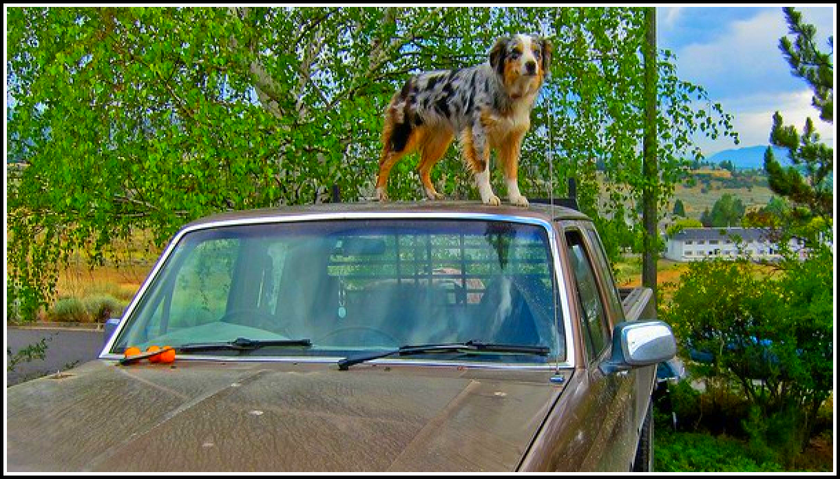 тупые правила ПДД: штраф за собаку на крыше авто