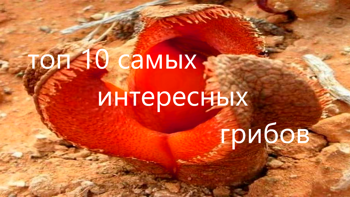 Самые интересные грибы: топ 10 фото и описание