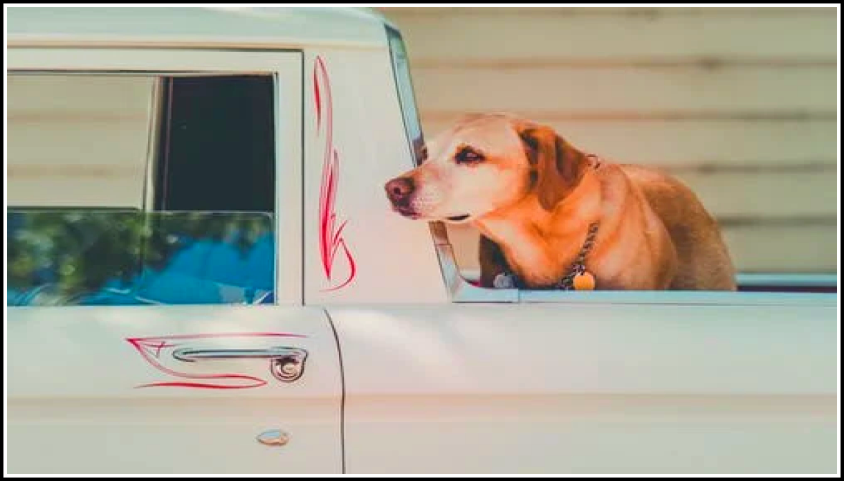 собака в кузове авто