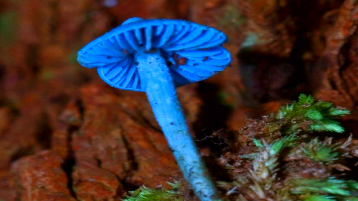 Небесно-голубой гриб (Entoloma hochstetteri)