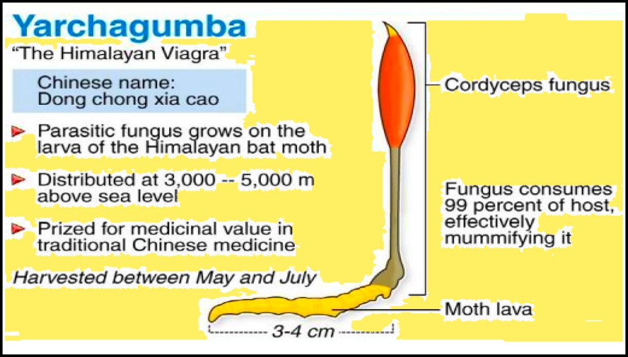 жизненный цикл гриба-паразита