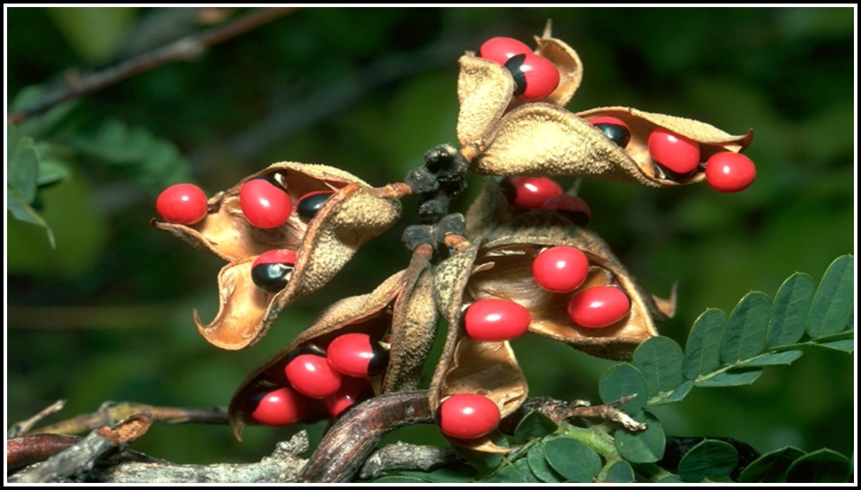 ядовитое растение abrus precatorius