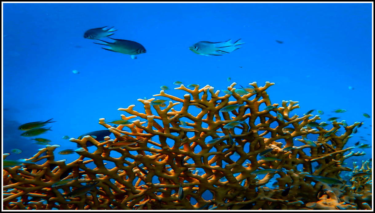 кораллы могут вырабатывать смертельно опасное вещество