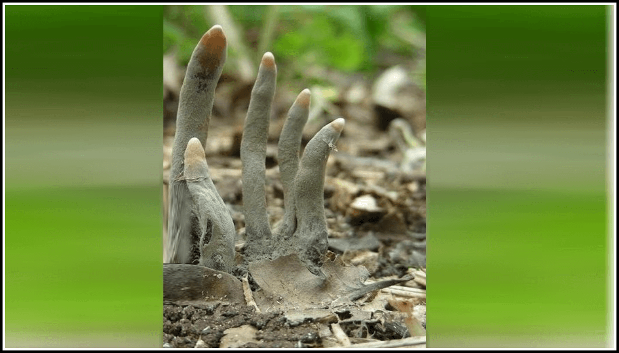 "Рука зомби" - Ксилярия многообразная (Xylaria polymorpha)