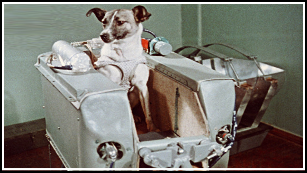 Первый в космосе: Лайка, советская собака - космонавт