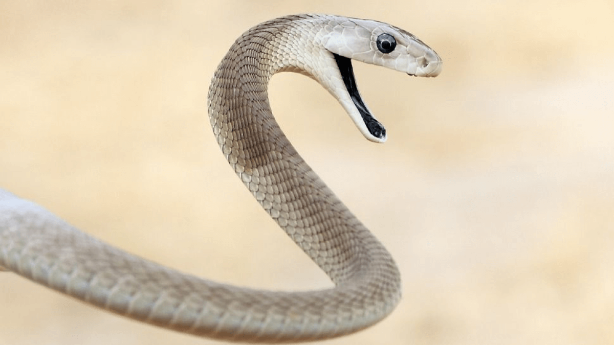 10 самых ядовитых змей:Черная мамба: