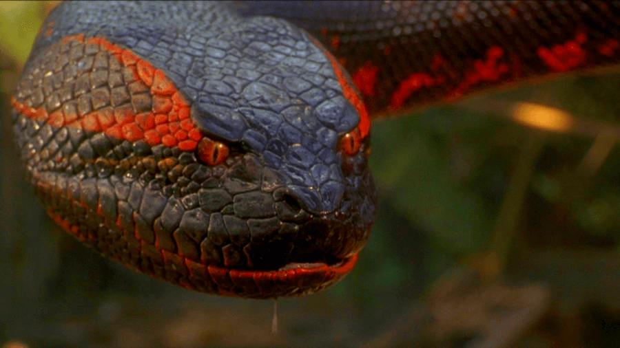 10 самых ядовитых змей: поледствия укуса и места обитания