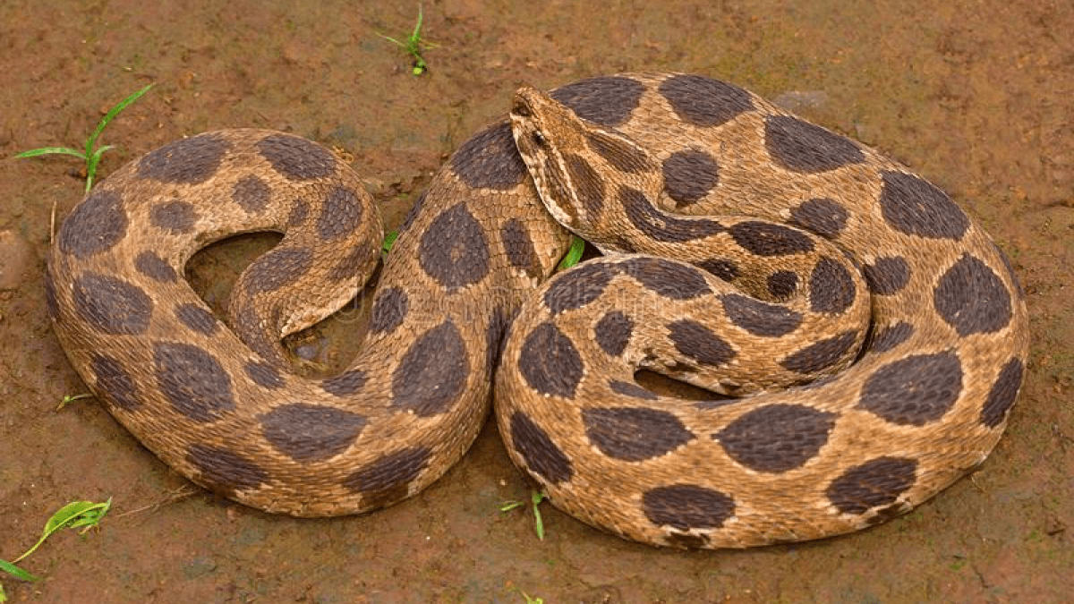 10 самых ядовитых змей: Гадюка Рассела