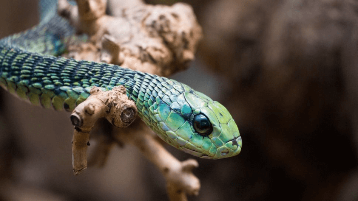 10 самых ядовитых змей: Бумсланг