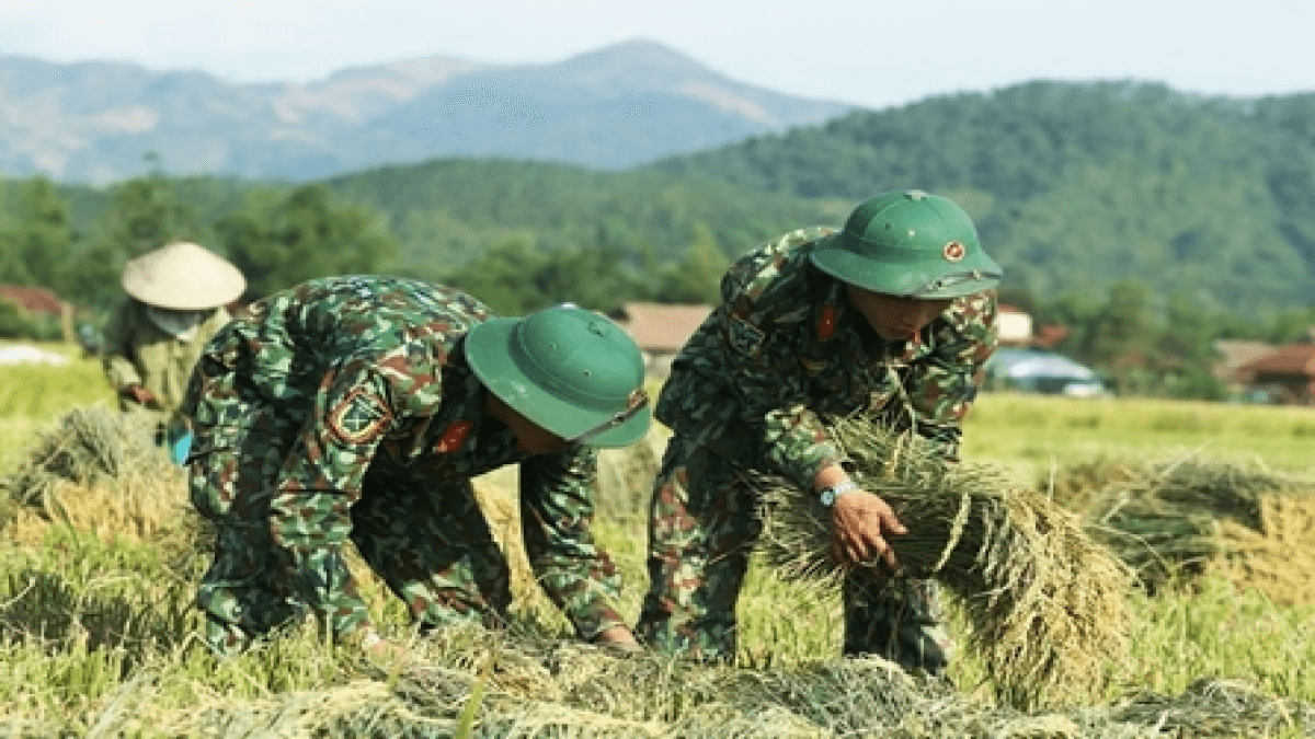 Вьетнам: армия помогает собирать урожай