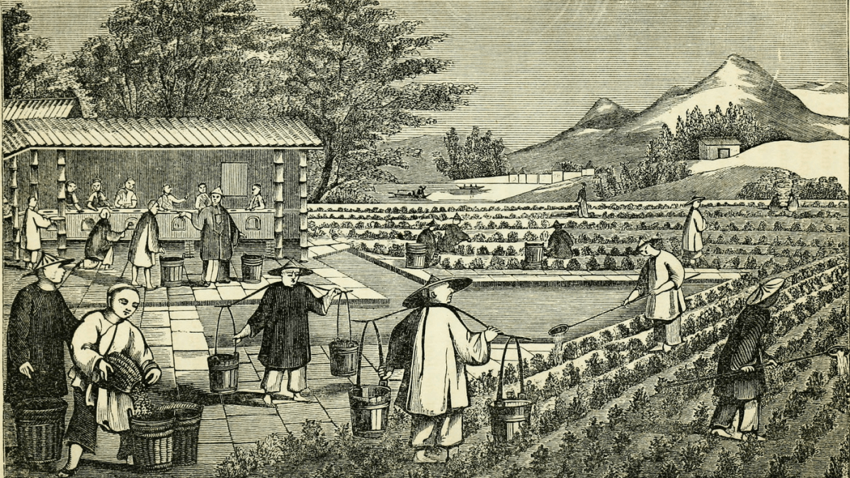 Производство чая