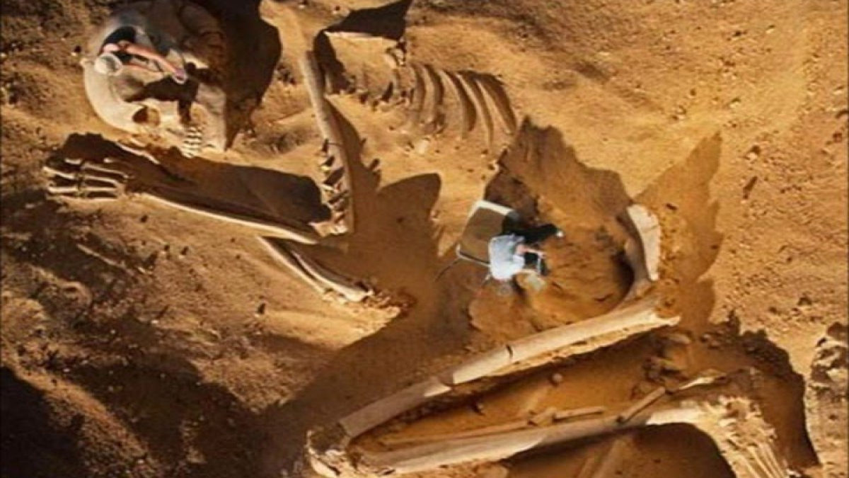 Скелеты гигантов: топ 10 древних великанов