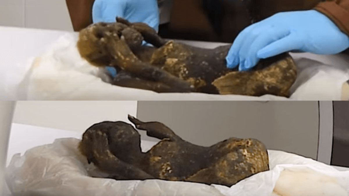 Загадочная мумия русалки исследуется учеными